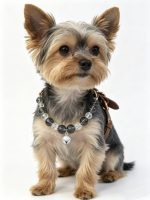Cold Mist Smoky Gradient Cracked Crystal Pet Collar With Silver Bell, Leather Adjustable Buckle Decorative Necklace For Small Medium Cats & Dogs - Image 2